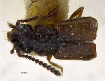 Media type: image;   Entomology 6561 Aspect: habitus dorsal view